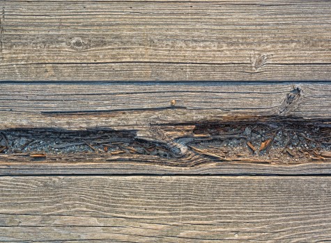 Image showing a rotting board on a CT wooden deck